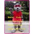 Seal Mascot Costume
