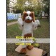 Plush Dog Mascot Costume Plush Dog Mascot Costume