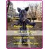Rhino Mascot Rhinoceros Costume Cartoon Character